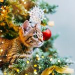 49233 Домашние животные и елка: какие опасности таит в себе новогодняя елка для домашних котиков и собак