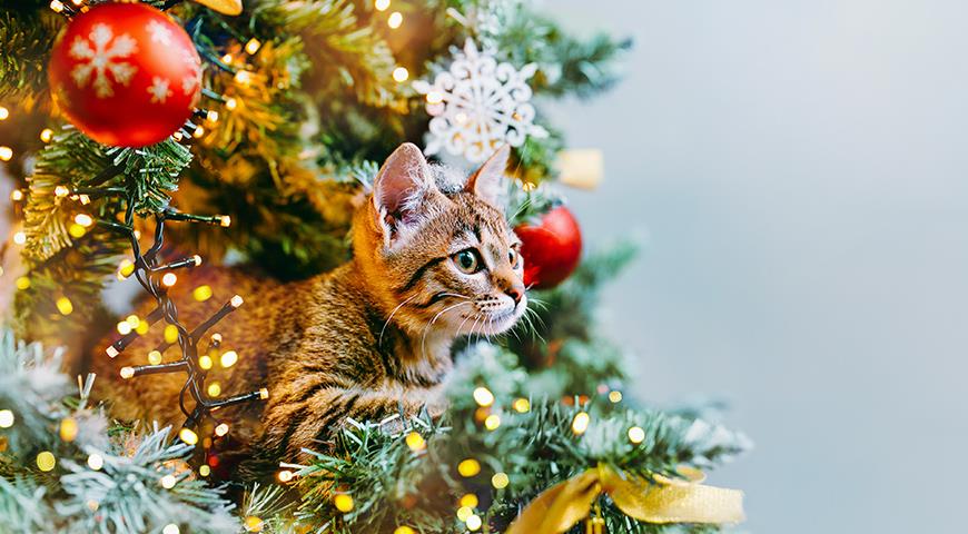 49233 Домашние животные и елка: какие опасности таит в себе новогодняя елка для домашних котиков и собак