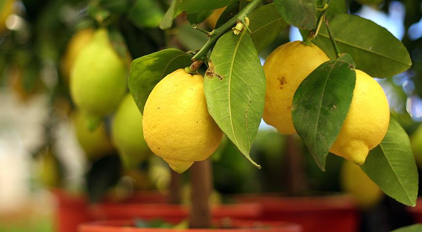 Есть ли польза от лимона: правда и ложь о полезе лимонов