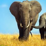 49388 Этологи узнали, что пожилые слоны сдерживают агрессию молодых самцов