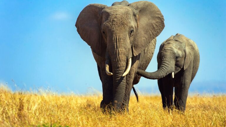 49388 Этологи узнали, что пожилые слоны сдерживают агрессию молодых самцов