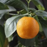 48566 Как получить урожай апельсинов в квартире