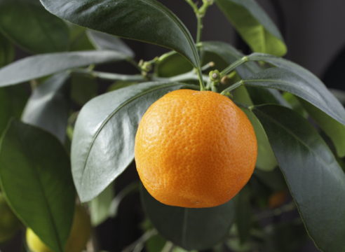 Как получить урожай апельсинов в квартире