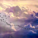 48582 Крылья перелетных птиц оказались светлее, чем у «оседлых»