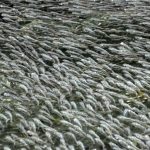 49462 Рыбы оказались способны «гнать волну», защищаясь от нападения птиц