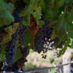 49269 Винные сорта винограда впервые одомашнили на Южном Кавказе