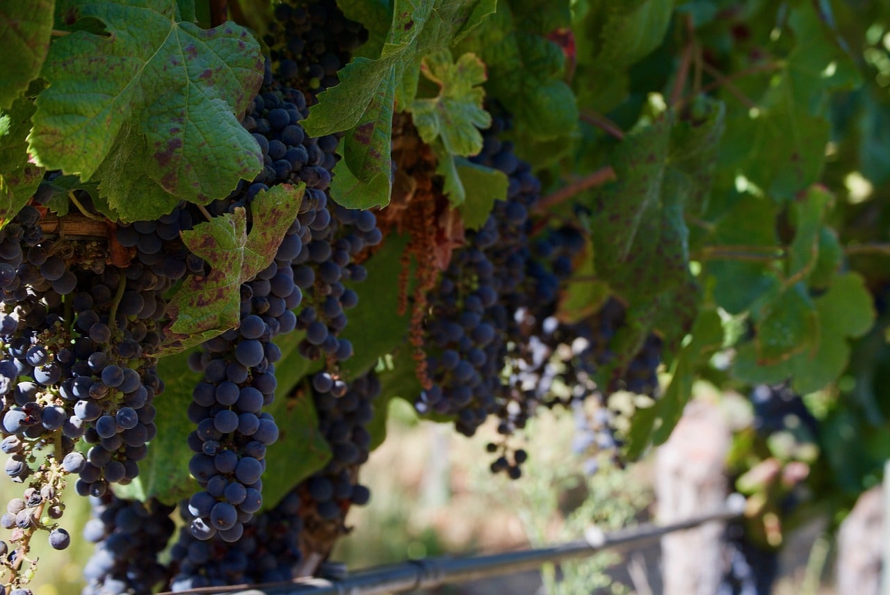 Винные сорта винограда впервые одомашнили на Южном Кавказе