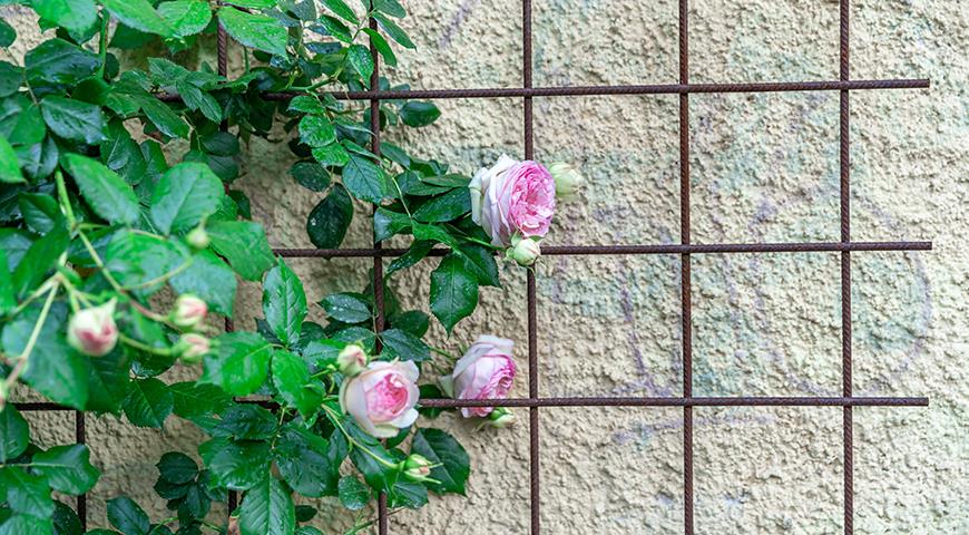 Арки, перголы и обелиски для роз плетистых: выбираем на свой вкус