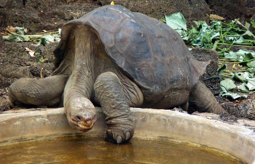 54021 На Галапагосах нашли черепаху «вымершего» вида