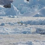 54087 В Гренландии белые медведи научились выживать на леднике