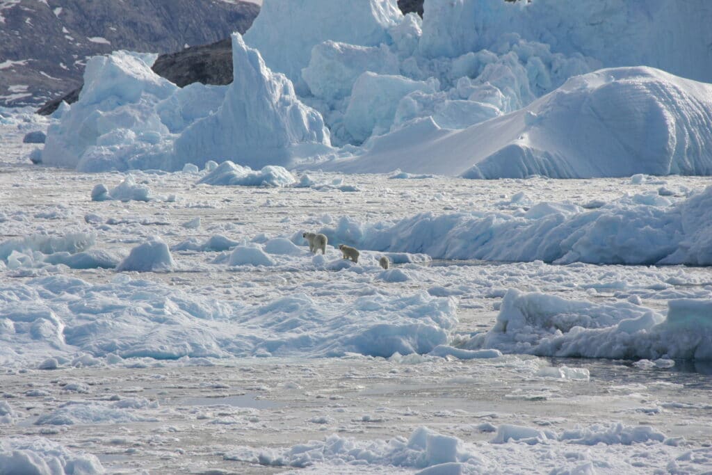 В Гренландии белые медведи научились выживать на леднике