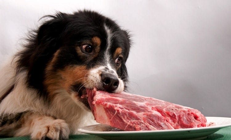 54751 Кормление собак сырым мясом может привести к тяжелому гастроэнтериту у владельца