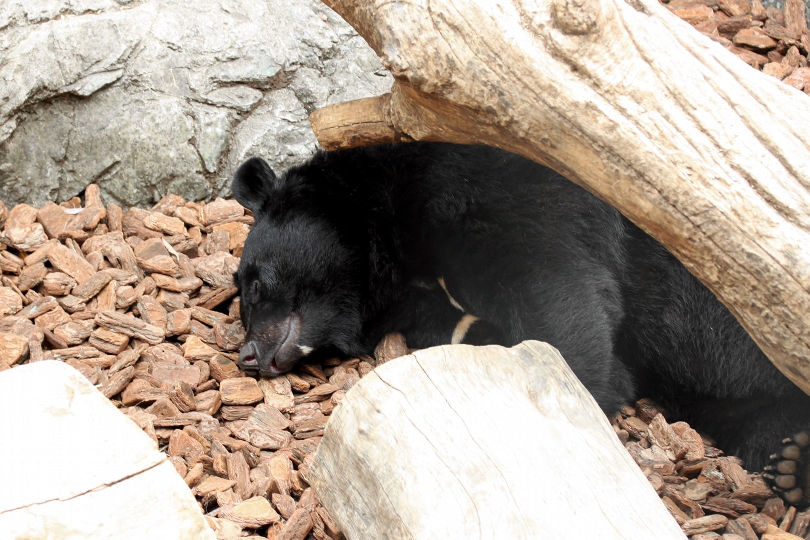 Плазма крови спящих медведей защитит наши мышцы от деградации при неподвижности