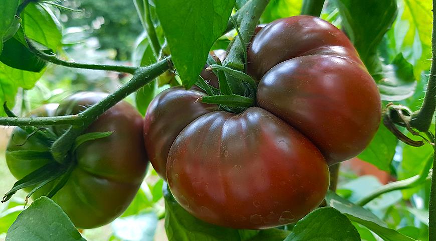 Почему помидоры не созревают полностью