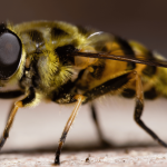 54523 Ученые обнаружили гены, отвечающие за миграцию насекомых
