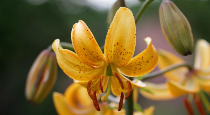 лилия Гансона (Lilium hansonii)