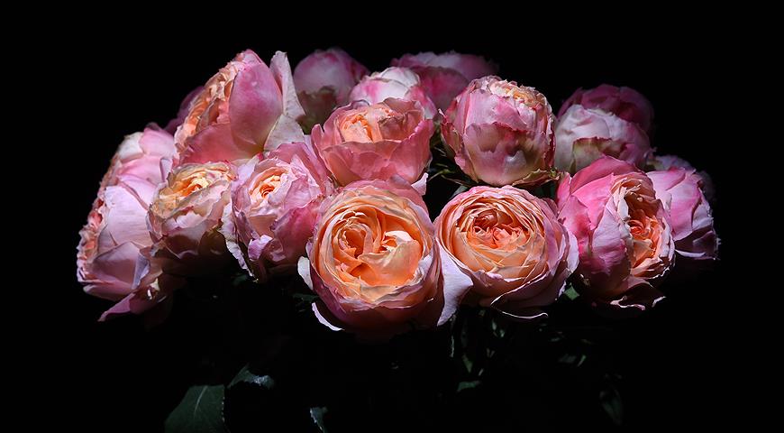Цветочный гороскоп на 13-23 августа: ваш цветок &#8212; роза!