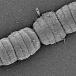 55361 Биологи нашли «гусеничную» бактерию, обитающую в ротовой полости