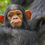 55468 Биологи обнаружили важное отличие мозга людей от других приматов