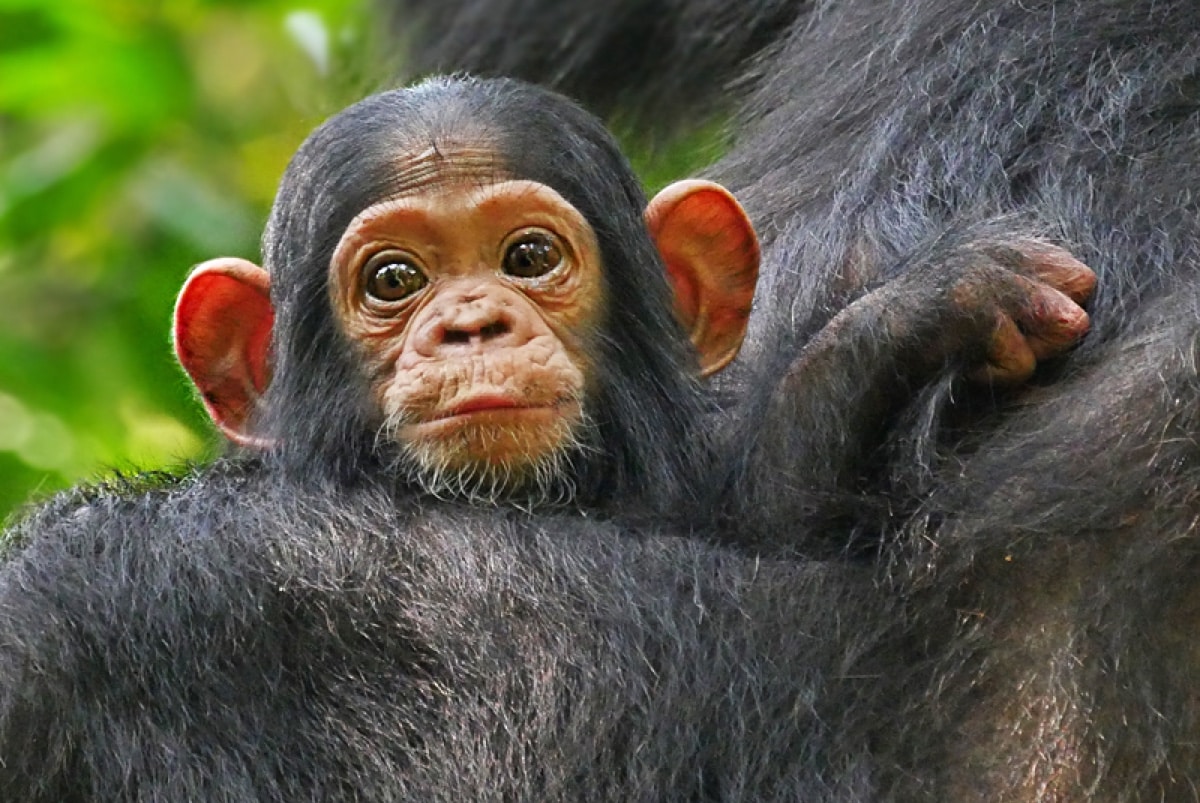 Биологи обнаружили важное отличие мозга людей от других приматов