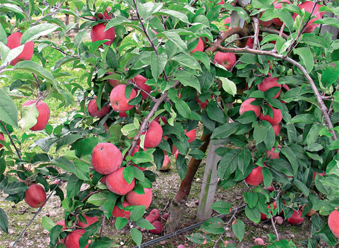 55523 Как ускорить плодоношение плодовых деревьев: яблонь, груш, слив и других