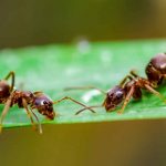 55402 Пестициды предложили заменить муравьями