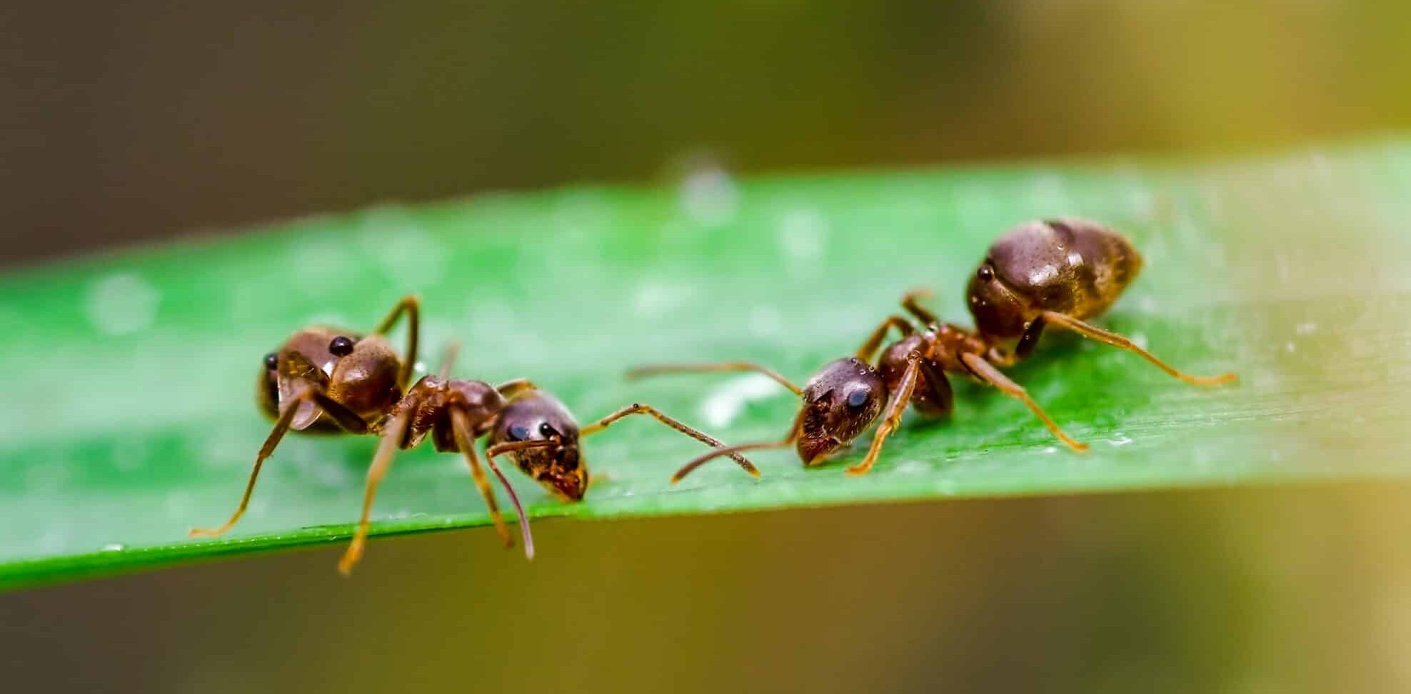 Пестициды предложили заменить муравьями