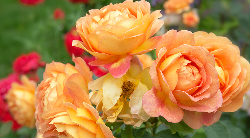 Цветочный гороскоп на 13-23 августа: ваш цветок — роза!
