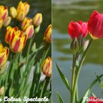 55315 Тюльпан многоцветковый: сорта, фото, секреты посадки и ухода