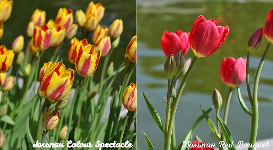 Тюльпан многоцветковый: сорта, фото, секреты посадки и ухода