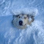 55290 Ученые выяснили, чем холод и проживание на севере опасны для собак