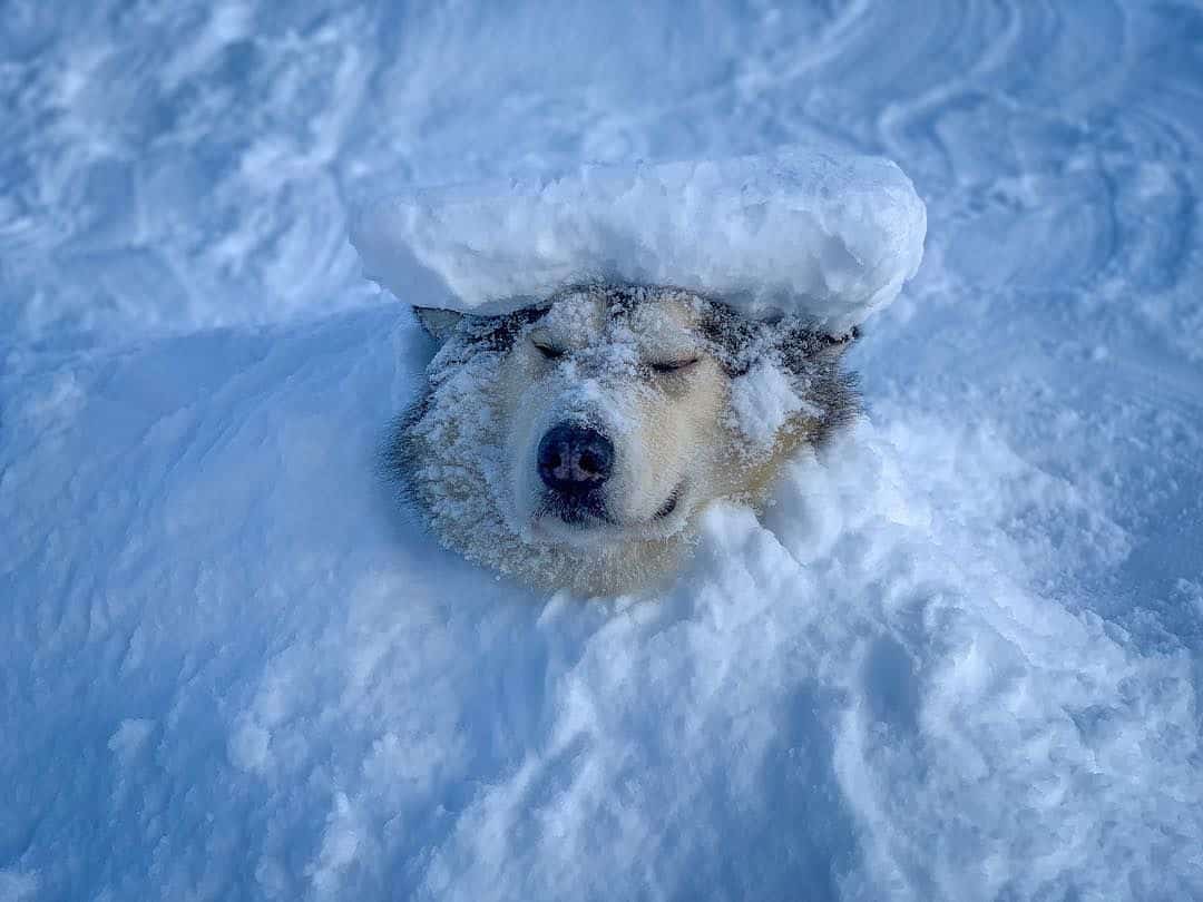 55290 Ученые выяснили, чем холод и проживание на севере опасны для собак