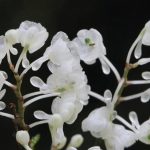 55264 В горах Танзании обнаружили новый вид орхидей с блестящими цветками