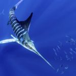 55904 Морские хищники используют антициклонические течения для поиска пищи в океане