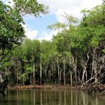 55963 Рост мангровых лесов связали с 18-летними лунными циклами