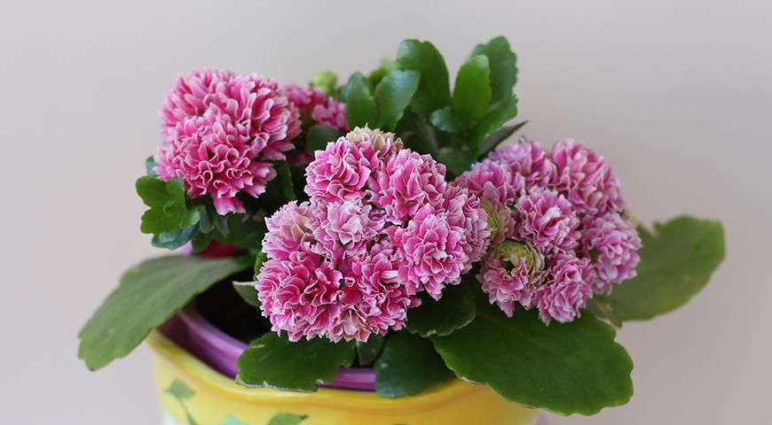 Каланхоэ Блоссфельда и Мангина &#8212; суккуленты с яркими и красивыми цветами для вашего дома