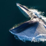 56404 Ученые впервые отследили перемещения синих китов по звуку