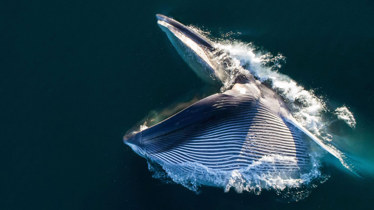Ученые впервые отследили перемещения синих китов по звуку