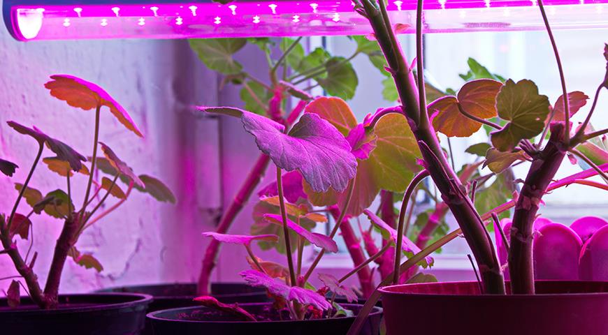 Каким комнатным растениям жизненно необходима досветка зимой?