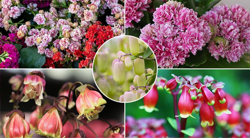 Каланхоэ Блоссфельда и Мангина — суккуленты с яркими и красивыми цветами для вашего дома