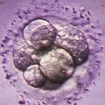 56171 Развитие эмбриона и рака запускают одни и те же молекулярные механизмы