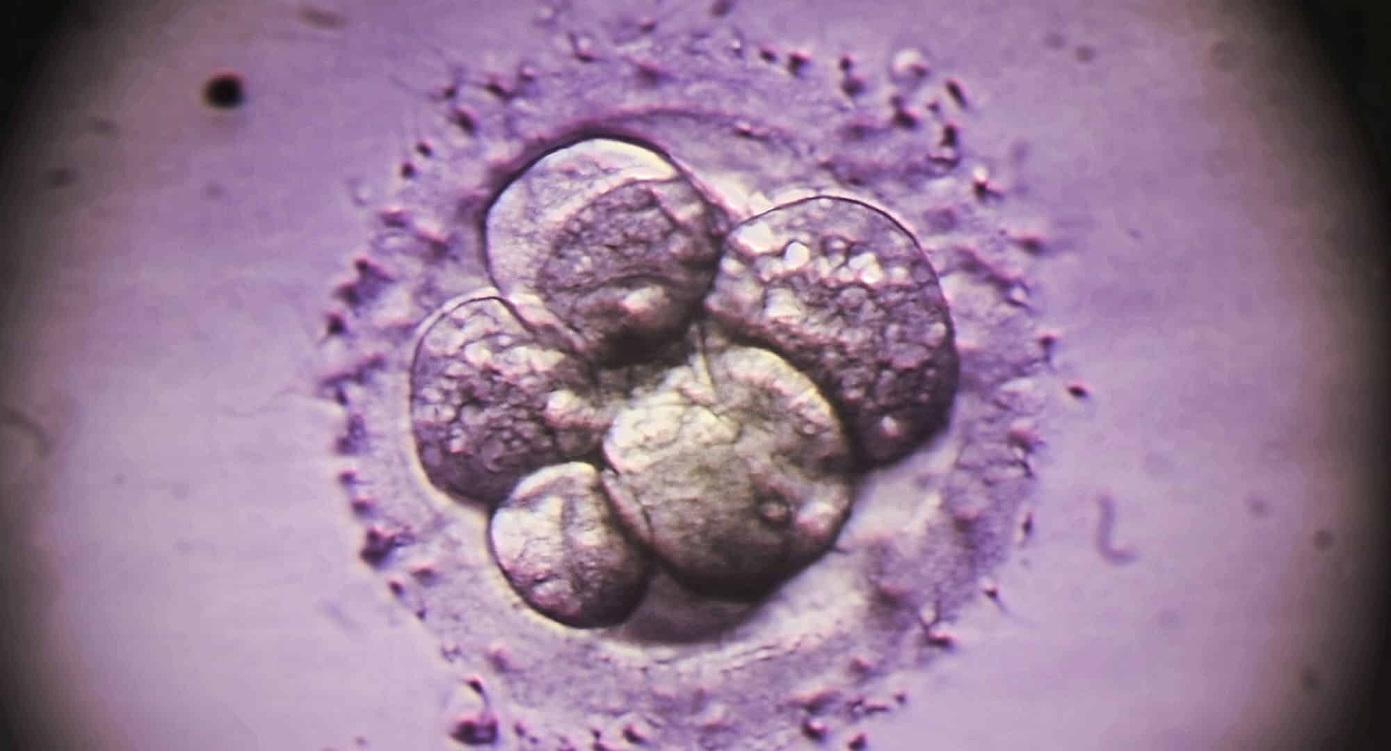 56171 Развитие эмбриона и рака запускают одни и те же молекулярные механизмы