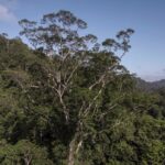 56320 С пятой попытки ученые добрались до самого высокого дерева в Амазонии