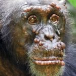 56098 Шимпанзе и гориллы сотрудничают в дикой природе
