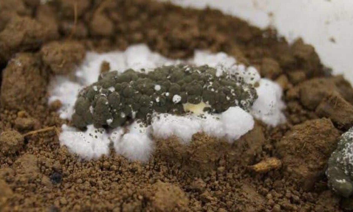 Паразитический гриб смог очистить почву и воду от токсичных соединений ртути