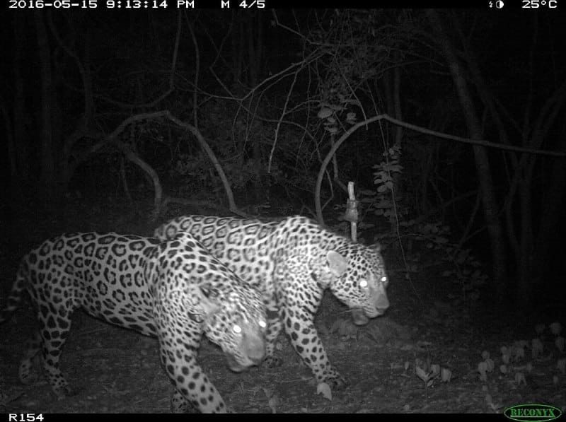 У ягуаров впервые обнаружили «крепкую мужскую дружбу»