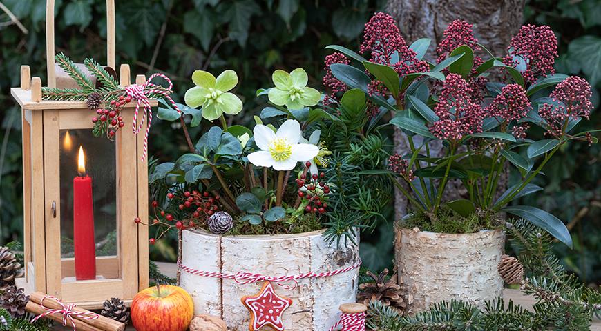 Скиммия — прекрасный подарок цветоводу на Новый год и Рождество