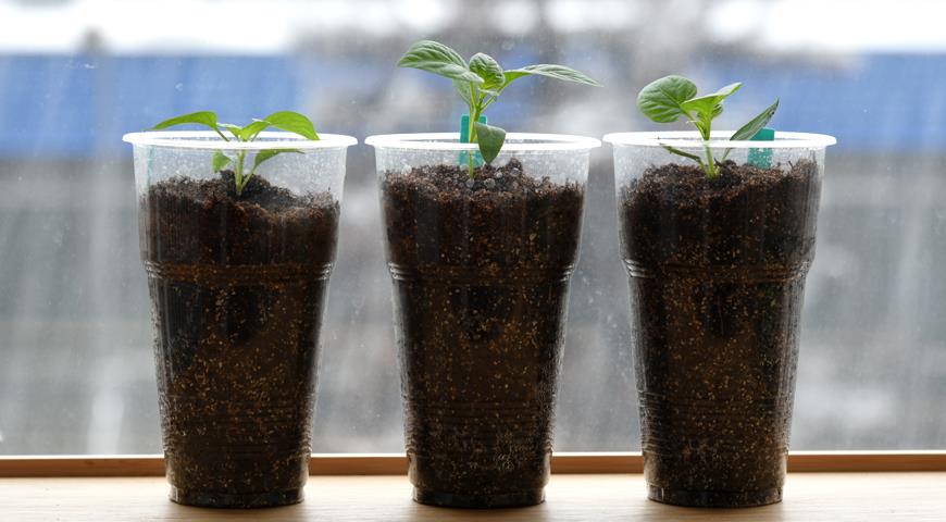 Посев семян перца на рассаду: сроки и правила, лунный календарь на 2023 год