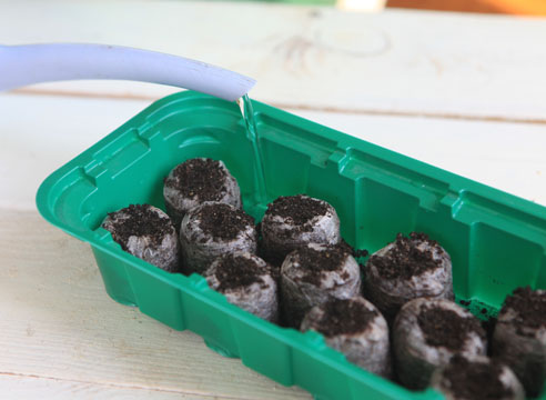 Как посеять семена петунии на рассаду в торфяные таблетки