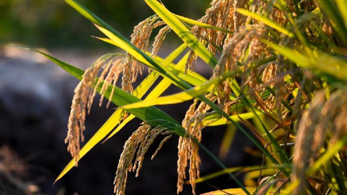 Прорыв в селекции риса сможет накормить миллиарды людей